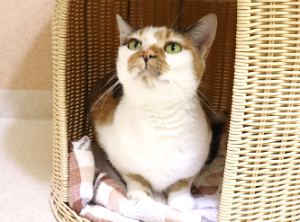 みり