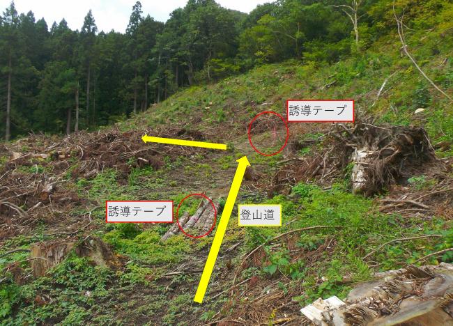 伐採跡地への誘導テープ設置状況（写真）
