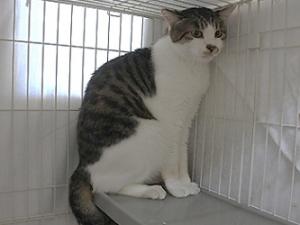 wasabi