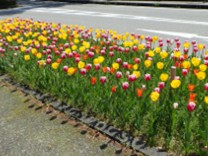 花の画像（その２）