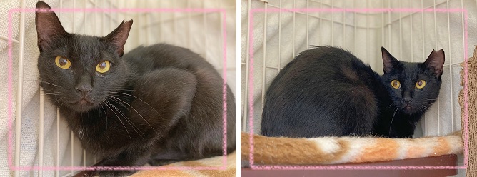 飼い主募集