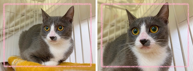 飼い主募集