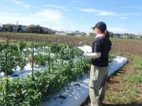 試験ほ場での発病調査