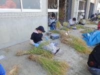 暑い中他の職員とともに穂数かぞえ作業にも参加していただきました