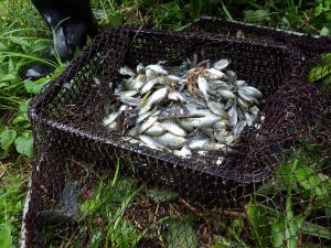 捕獲した大量のブルーギルの稚魚