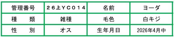 説明文-ヨーダ