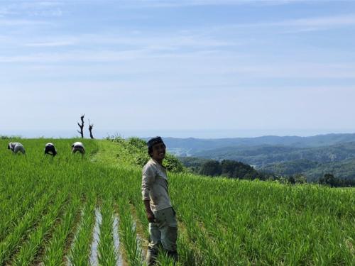 無農薬ほ場での除草作業