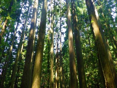 県有林内の人工林の様子