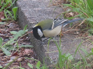 シジュウカラの画像2