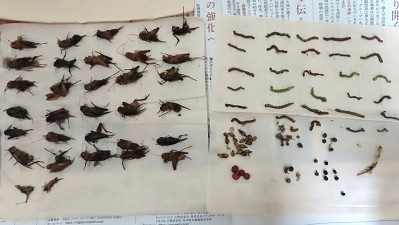 キジのそのう内容物の画像