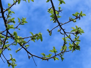 スモモの木の画像２