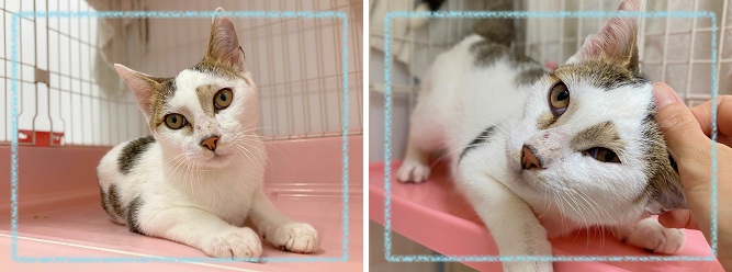 飼い主募集