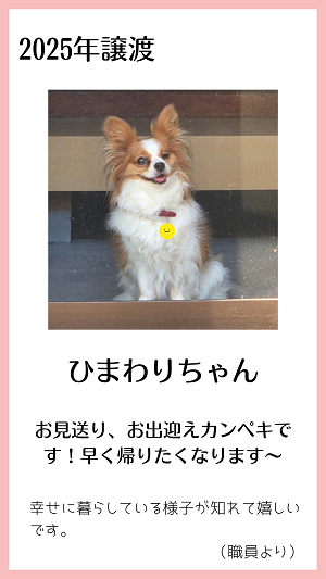 ひまわり