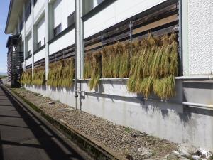 稲刈りの様子