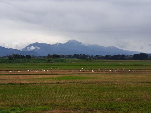 早出川左岸の田にいる白鳥の群れ