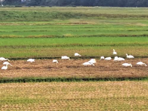 早出川左岸にいる白鳥の群れ