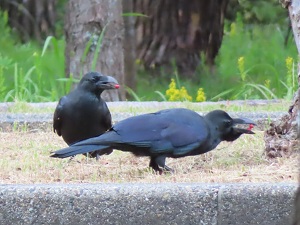 ハシブトガラスの画像