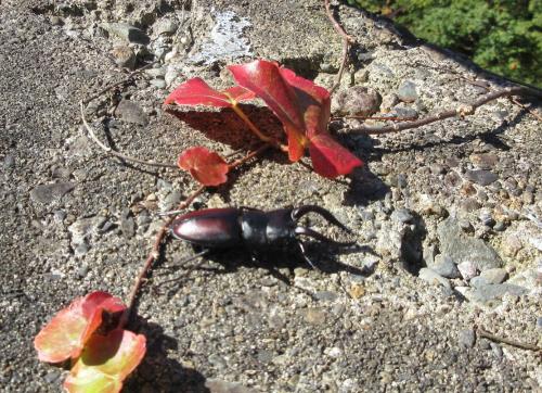 ダム堤頂にいたノコギリクワガタ