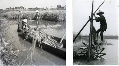 (左:芦沼での困難な農作業、右:人力による足踏み水車)の画像