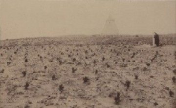 苗を植えた後の様子