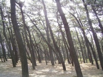 立派に育ったマツ