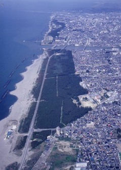 新潟市西区青山上空からみた海岸林の画像