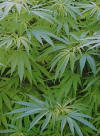 大麻の画像