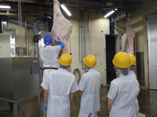 と畜検査の見学の様子