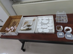 足跡ウォッチングの画像