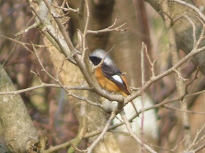 ジョウビタキの画像