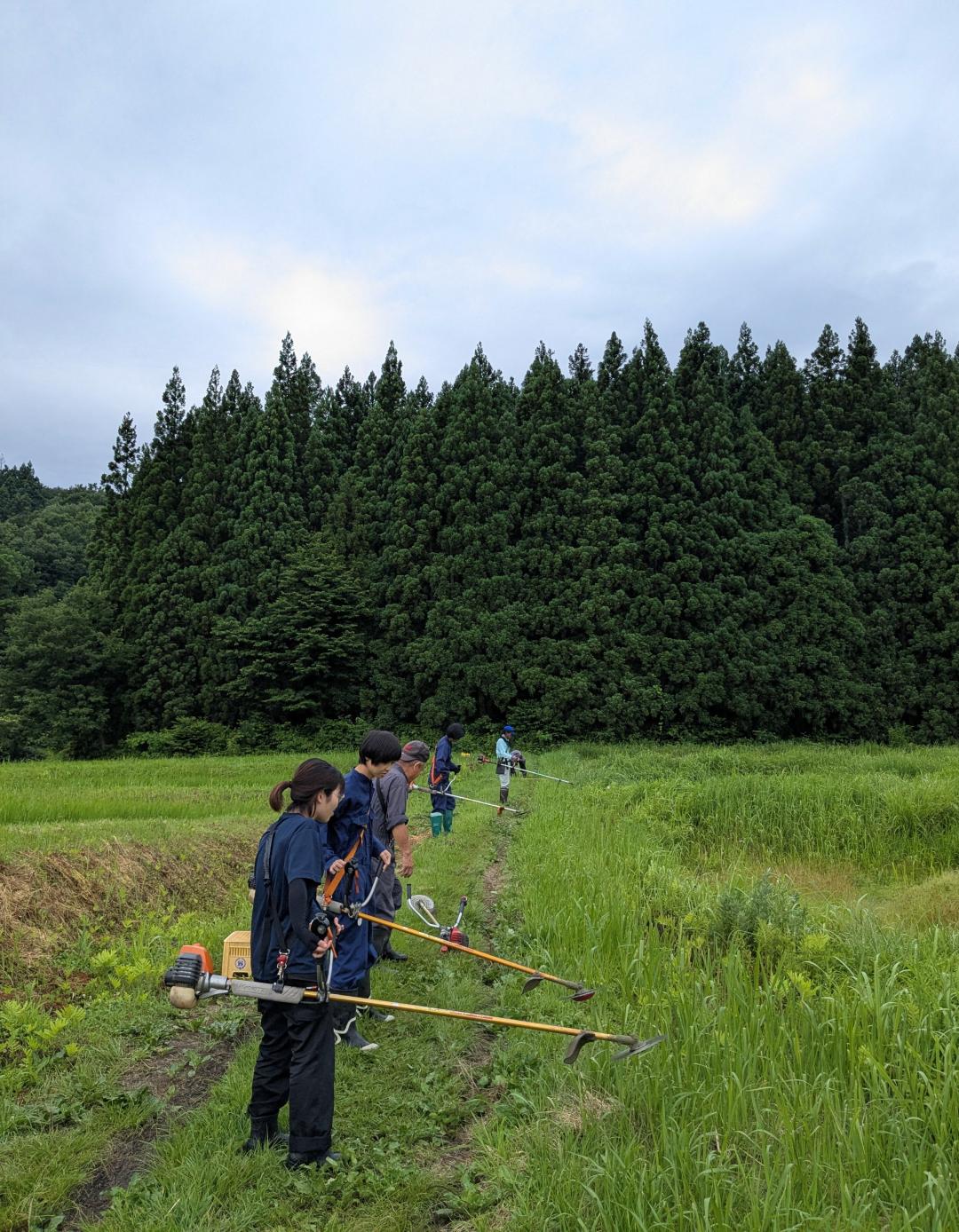 共同草刈り作業