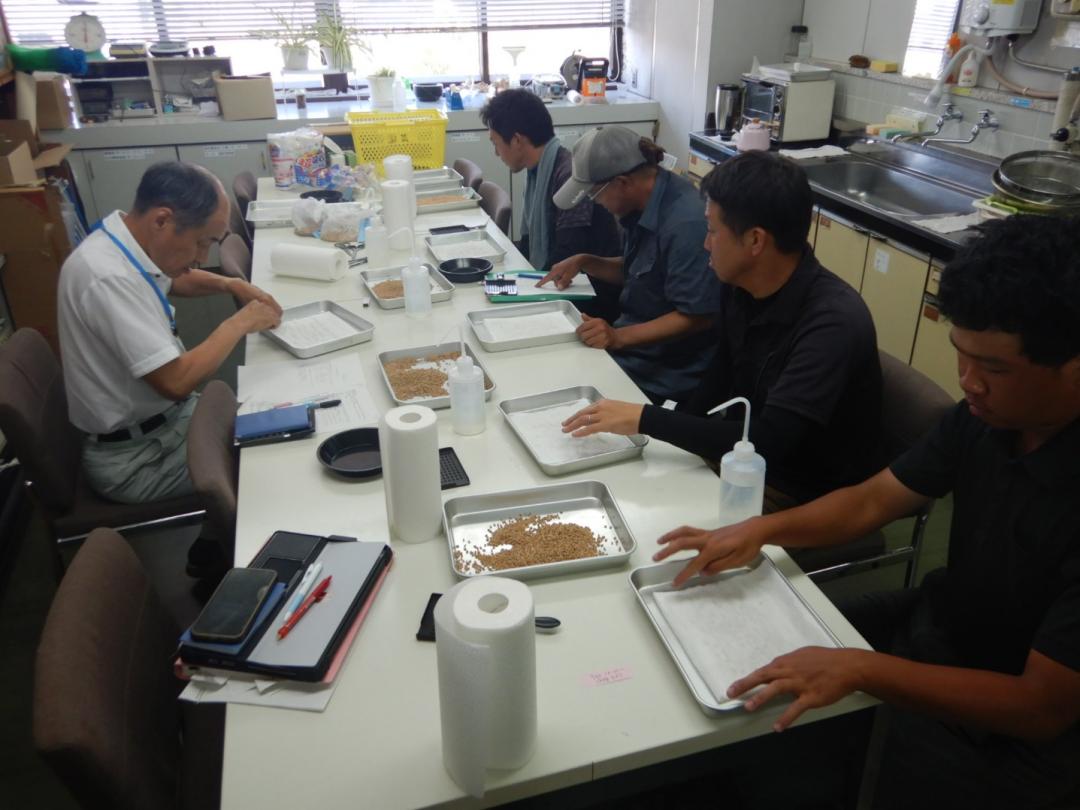 小麦種子の発芽率調査