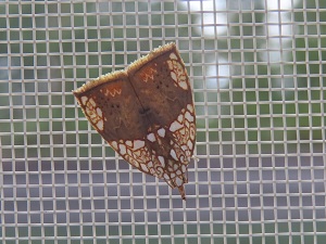 ハイイロリンガの画像