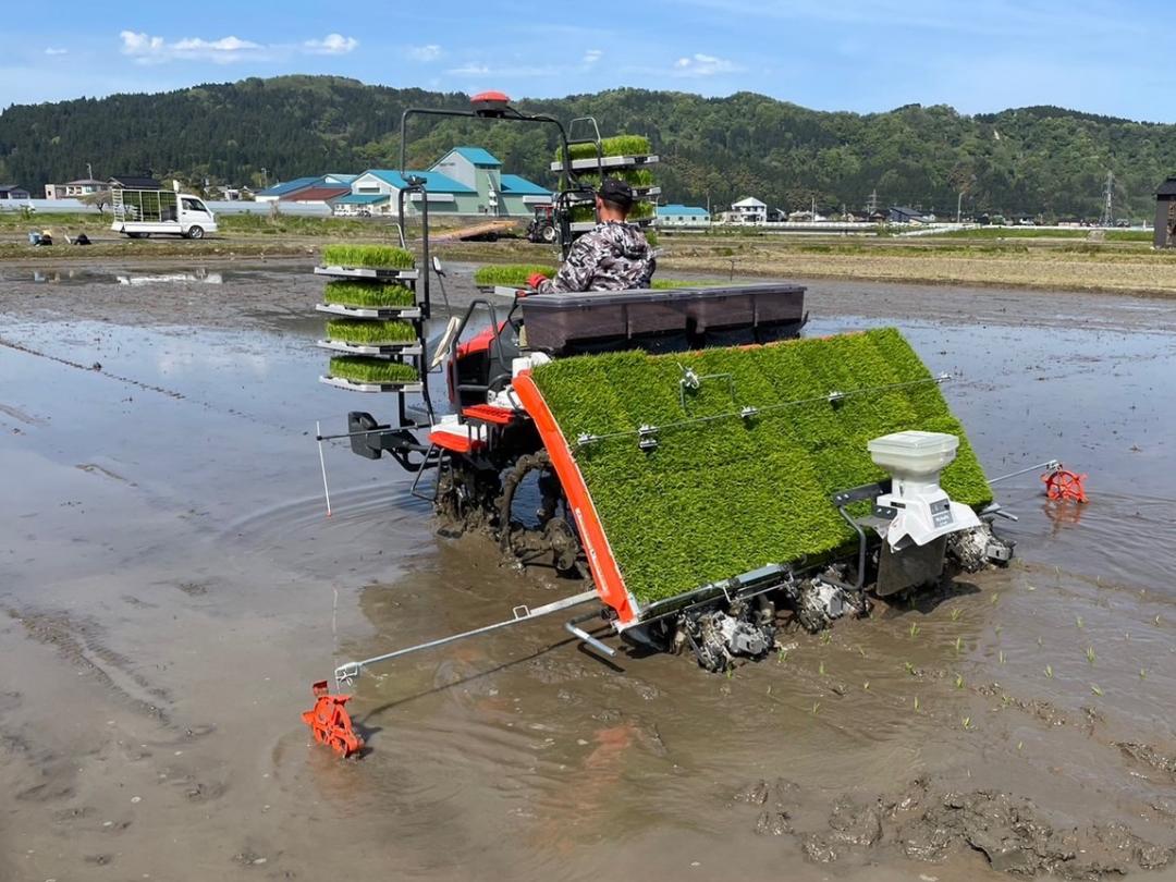田植え作業中