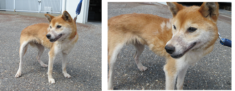 柴犬の写真