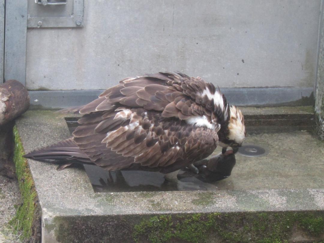 ミサゴ写真1