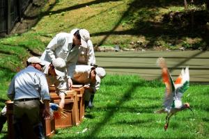 順化ケージの中で、移送用の箱からトキが飛び立っている写真