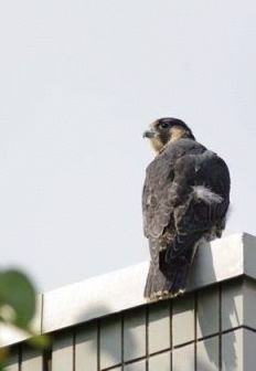 ハヤブサ幼鳥の写真