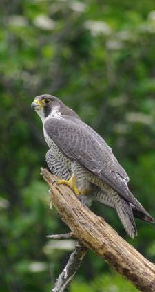ハヤブサ成鳥の写真