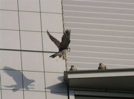 ハヤブサのヒナ、雌親の写真