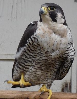 ハヤブサ（舞ちゃん）の写真