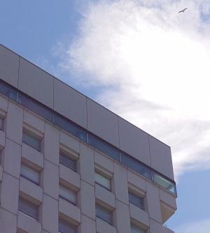 県庁上空を飛ぶハヤブサ写真