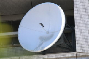 パラボラアンテナ上のハヤブサの写真