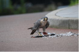 ハトを襲って捕食するハヤブサの写真