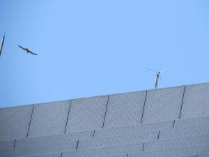 県庁上空を飛ぶハヤブサ