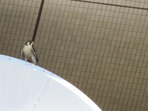 パラボラアンテナ上のハヤブサ