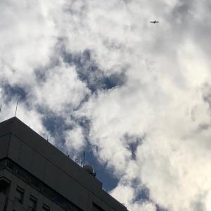 県庁上空を飛行するハヤブサ（11月15日撮影）