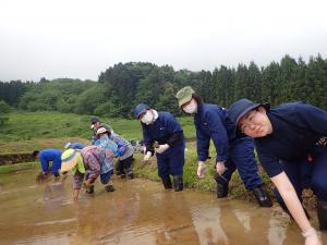 田植え作業