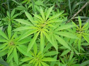 大麻画像