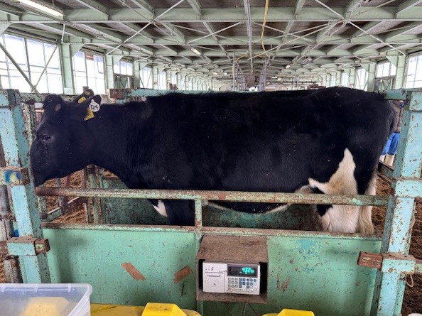 体重計に乗った牛さん